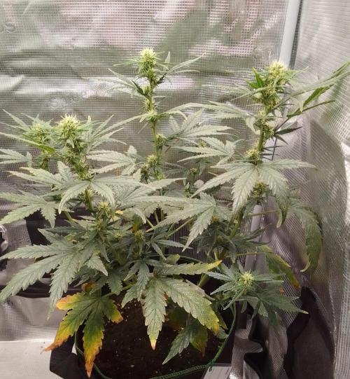 Gorilla with Z on Mars. Week 7 - Day 44