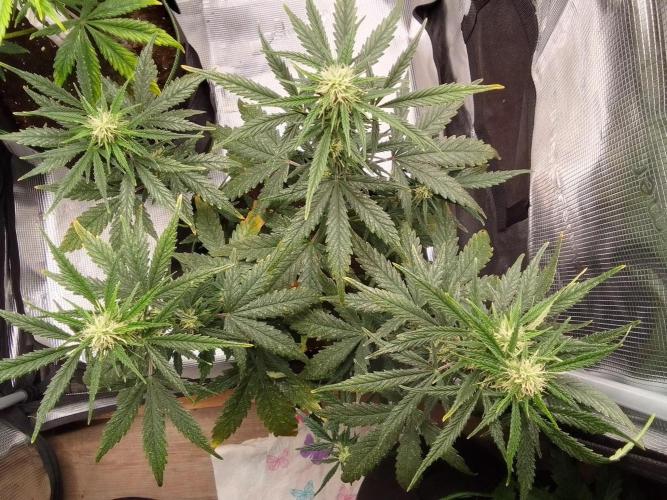 Gorilla with Z on Mars. Week 7 - Day 45