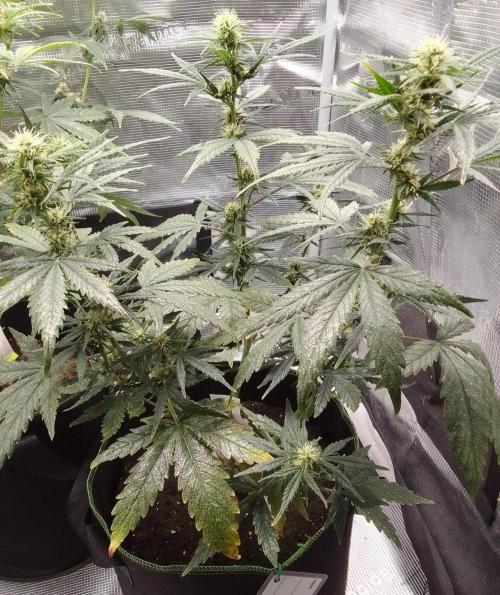 Gorilla with Z on Mars. Week 7 - Day 46