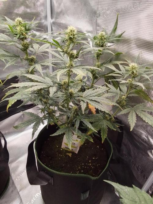 Gorilla with Z on Mars. Week 7 - Day 46