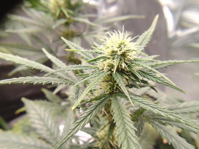 Gorilla with Z on Mars. Week 7 - Day 47