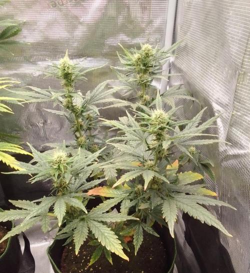 Gorilla with Z on Mars. Week 7 - Day 48