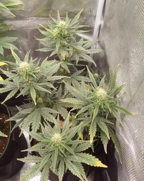 Gorilla with Z on Mars. Week 7 - Day 49