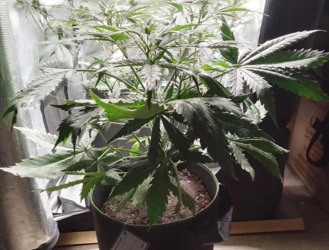Permanent Marker XL Auto®. Week 5
