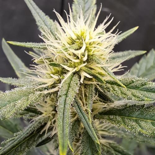 Studio 54 Stardust Auto. Week 6