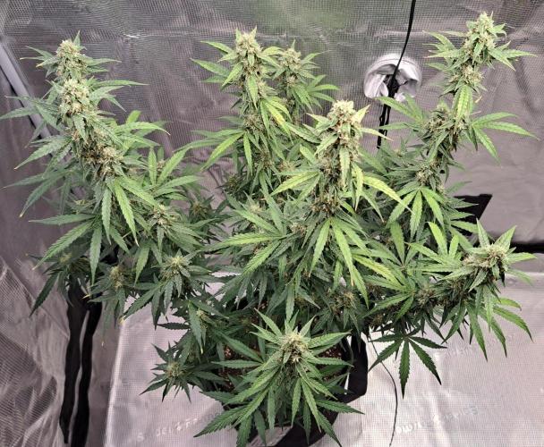 Fruity Skittlez for Saturn. Week 9 - Day 57