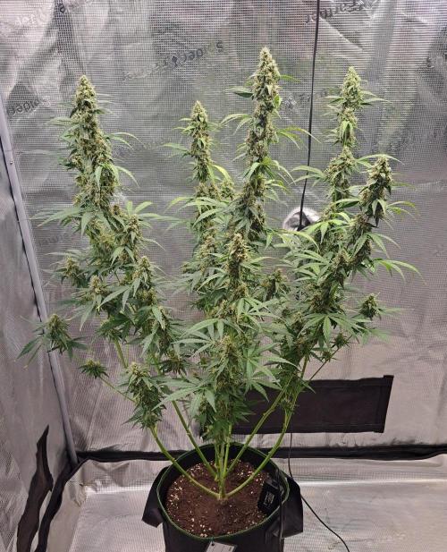 Fruity Skittlez for Saturn. Week 9 - Day 57