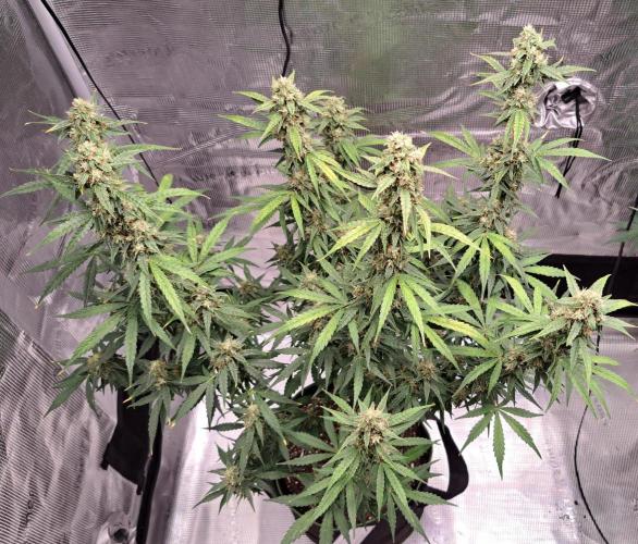 Fruity Skittlez for Saturn. Week 9 - Day 59