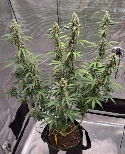 Fruity Skittlez for Saturn. Week 9 - Day 59
