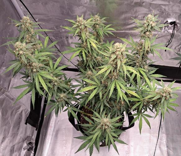 Fruity Skittlez for Saturn. Week 9 - Day 61