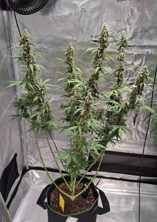 Fruity Skittlez for Saturn. Week 9 - Day 61