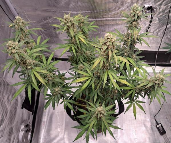 Fruity Skittlez for Saturn. Week 9 - Day 62