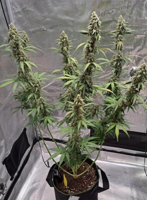 Fruity Skittlez for Saturn. Week 9 - Day 62