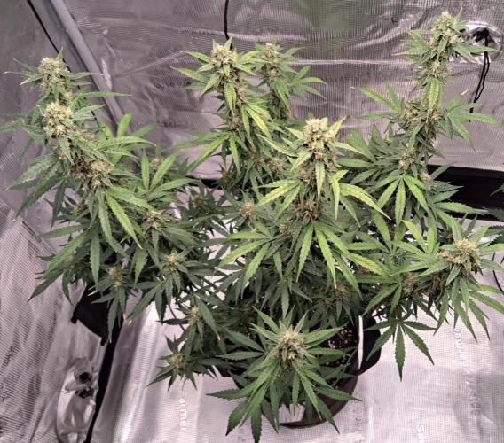 Fruity Skittlez for Saturn. Week 9 - Day 58