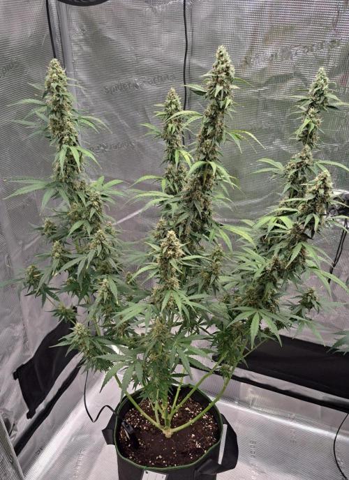 Fruity Skittlez for Saturn. Week 9 - Day 58