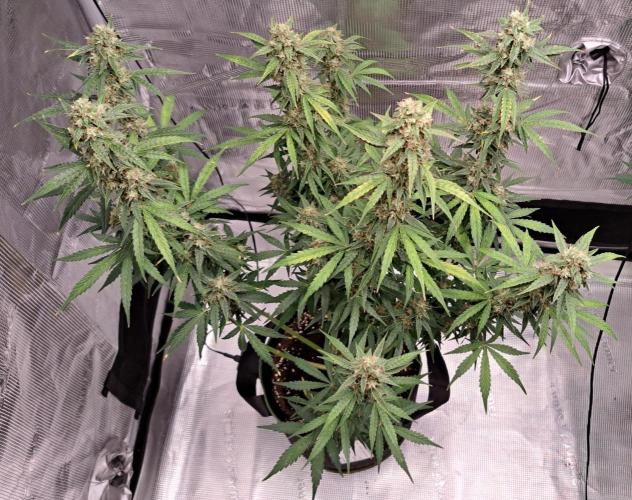 Fruity Skittlez for Saturn. Week 9 - Day 60
