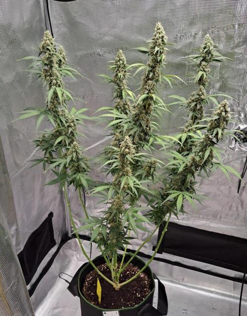 Fruity Skittlez for Saturn. Week 9 - Day 60