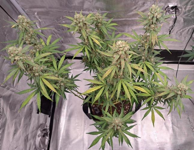 Fruity Skittlez for Saturn. Week 9 - Day 63