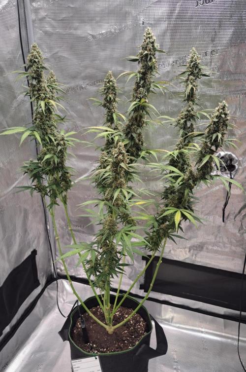 Fruity Skittlez for Saturn. Week 9 - Day 63