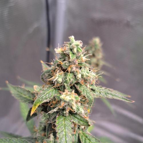 Zkittlez Auto. Week 9