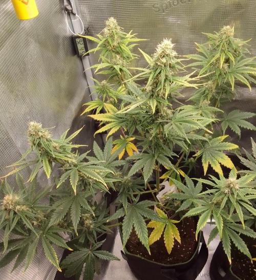 Are there Northern Lights on Mars?. Week 9 - Day 57