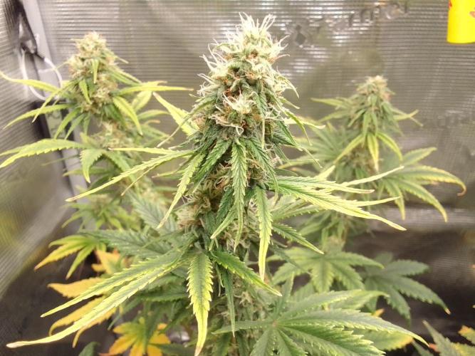 Are there Northern Lights on Mars?. Week 9 - Day 58