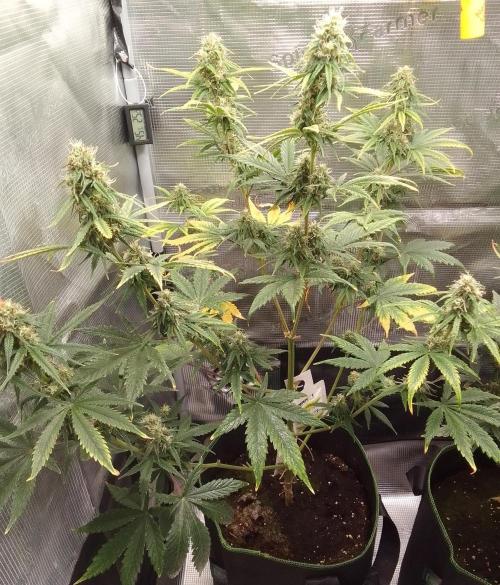 Are there Northern Lights on Mars?. Week 9 - Day 58