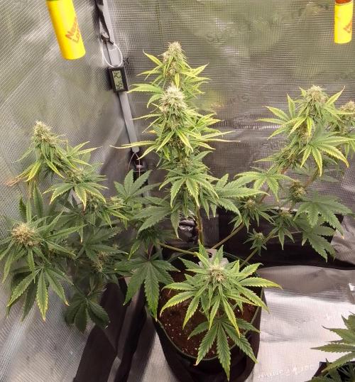 Are there Northern Lights on Mars?. Week 9 - Day 59