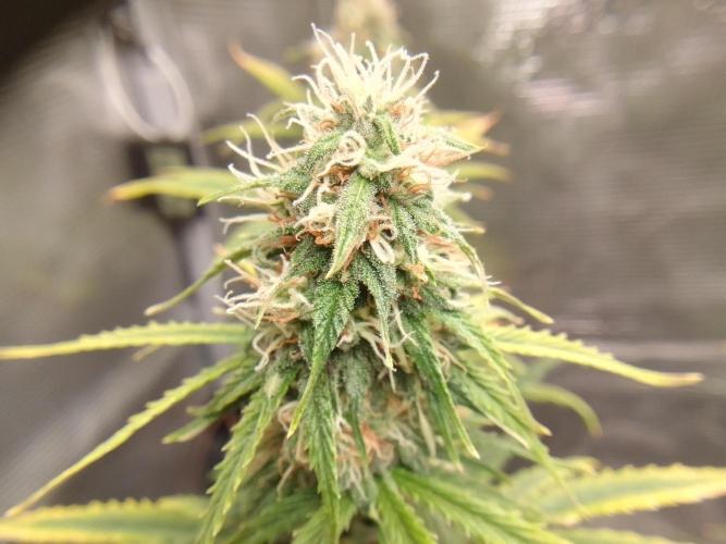 Are there Northern Lights on Mars?. Week 9 - Day 59