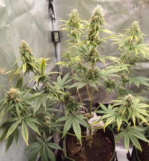 Are there Northern Lights on Mars?. Week 9 - Day 60