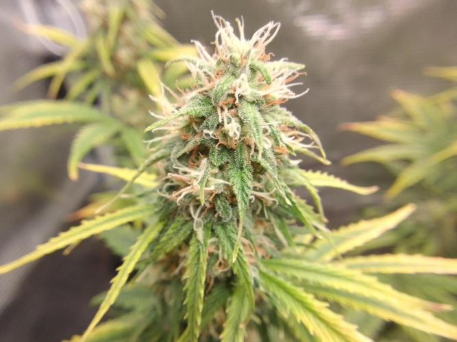 Are there Northern Lights on Mars?. Week 9 - Day 60