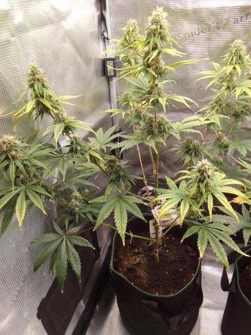 Are there Northern Lights on Mars?. Week 9 - Day 61