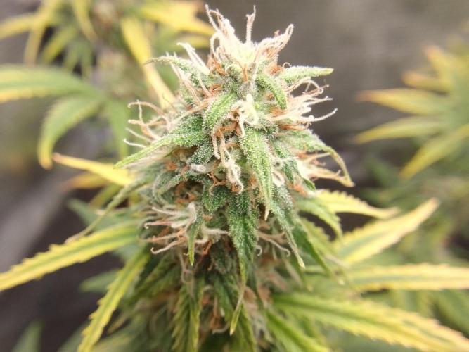 Are there Northern Lights on Mars?. Week 9 - Day 61