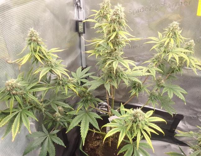 Are there Northern Lights on Mars?. Week 9 - Day 62