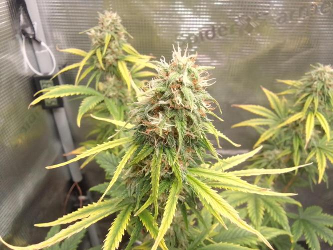Are there Northern Lights on Mars?. Week 9 - Day 62