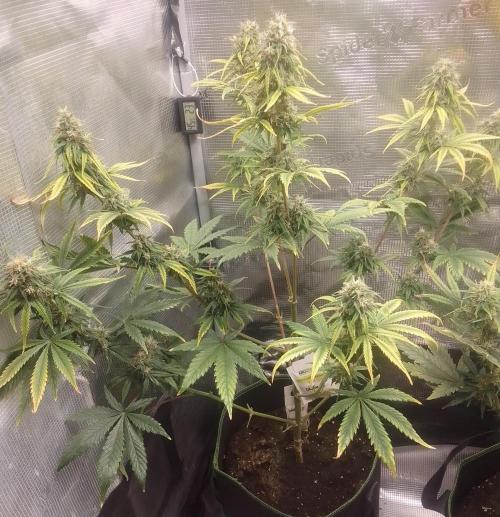 Are there Northern Lights on Mars?. Week 9 - Day 63