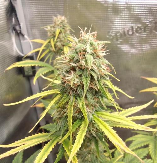 Are there Northern Lights on Mars?. Week 9 - Day 63