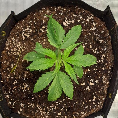 Red Velvet on Venus. Week 3 - Day 16