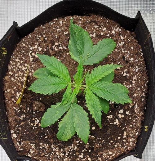 Red Velvet on Venus. Week 3 - Day 17