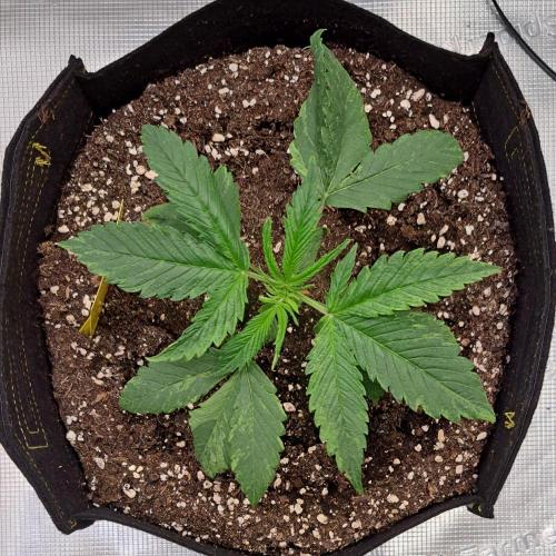 Red Velvet on Venus. Week 3 - Day 18