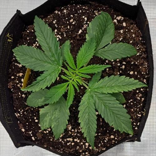 Red Velvet on Venus. Week 3 - Day 19