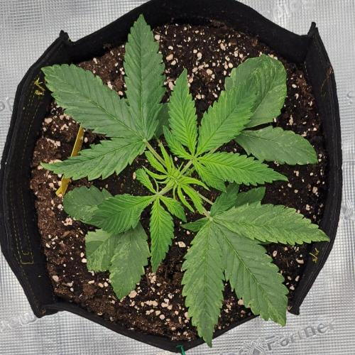 Red Velvet on Venus. Week 3 - Day 20