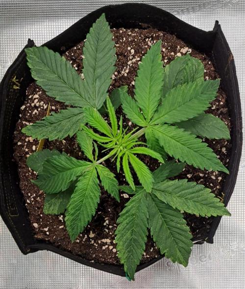 Red Velvet on Venus. Week 3 - Day 21