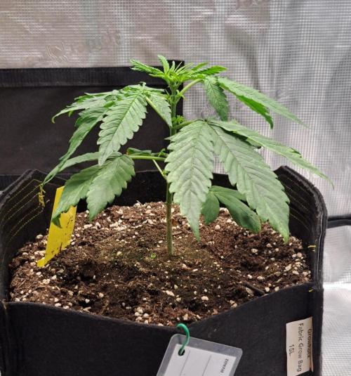 Red Velvet on Venus. Week 3 - Day 21