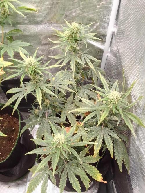 Gorilla with Z on Mars. Week 8 - Day 50