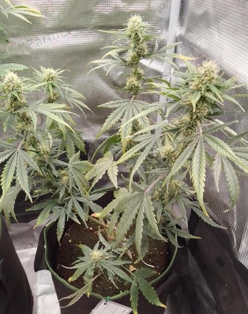 Gorilla with Z on Mars. Week 8 - Day 51