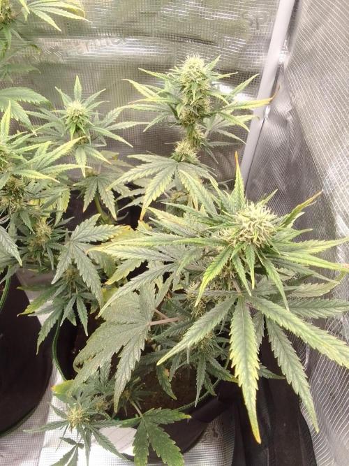 Gorilla with Z on Mars. Week 8 - Day 52