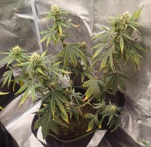 Gorilla with Z on Mars. Week 8 - Day 53
