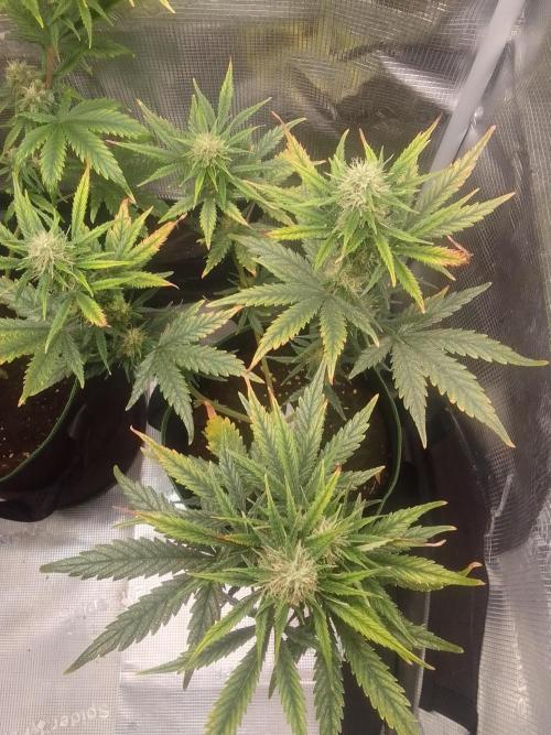 Gorilla with Z on Mars. Week 8 - Day 54