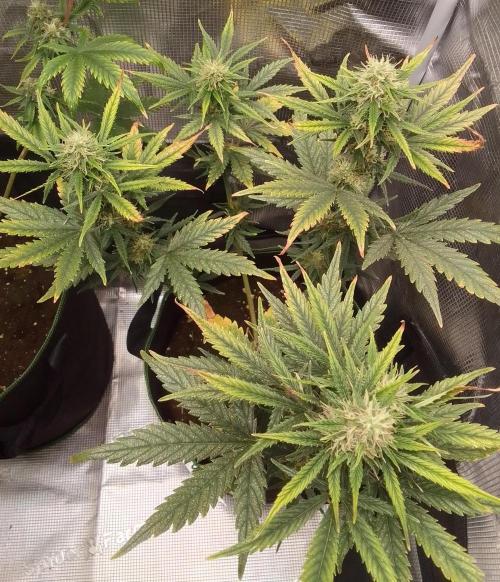 Gorilla with Z on Mars. Week 8 - Day 55